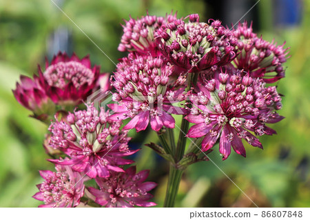 Delicate view of pink masterwort flower heads Delicate view of pink masterwort flower heads 86807848