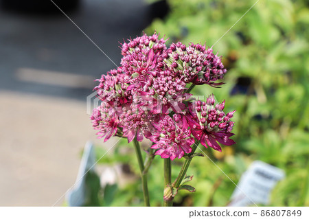 Delicate view of pink masterwort flower heads Delicate view of pink masterwort flower heads 86807849