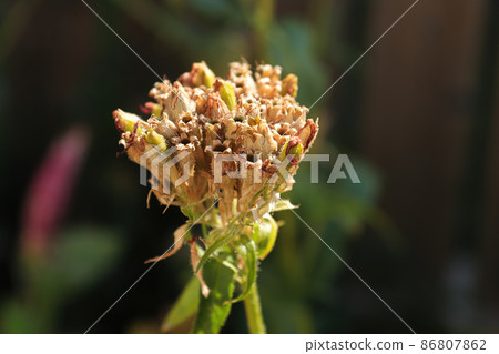 Closeup view of the seed pods on a maltese cross plant Closeup view of the seed pods on a maltese cross plant 86807862