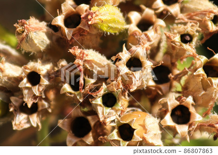 Macro view of the seed pods on a maltese cross plant 86807863