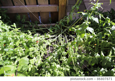 Broken stem on a maltese cross plant after a storm 86807871