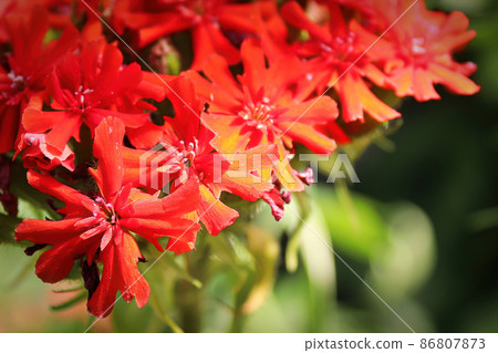 Closeup view of the red flowers on a maltese cross plant Closeup view of the red flowers on a maltese cross plant 86807873