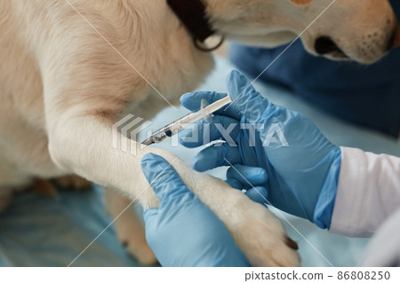 Hands of young veterinarian in surgical gloves making injection to sick dog 86808250