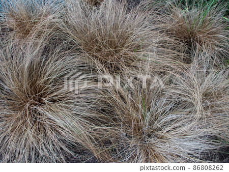 Carex comans bronze colored plants 86808262