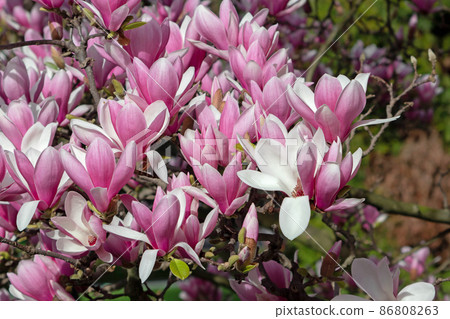 Magnolia liliiflora pink spring flowers 86808263