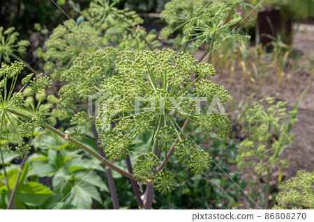 Angelica archangelica plant from the family Apiaceae 86808270
