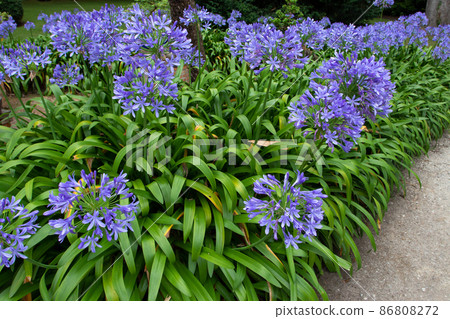 Agapanthus or Lily of the Nile or African lily blue flowers in the garden Agapanthus or Lily of the Nile or African lily blue flowers in the garden 86808272