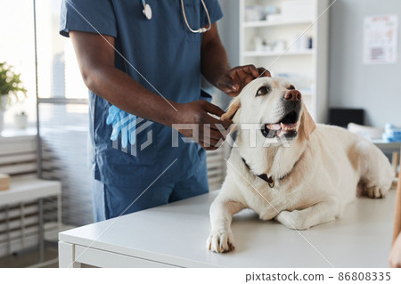 Young African-American veterinarian in blue uniform examining sick dog 86808335