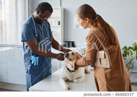 Young owner of labrador bending over table with her pet during medical exam 86808337