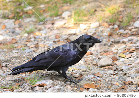 Alert Northern Raven, Corvus corax, standing on ground 86808480