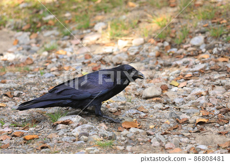 Northern Raven, Corvus corax, standing on ground 86808481