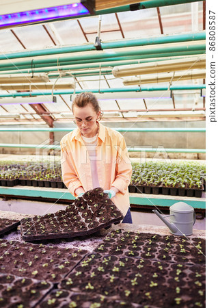 Young female farmer in workwear taking group of small pots with seedlings Young female farmer in workwear taking group of small pots with seedlings 86808587