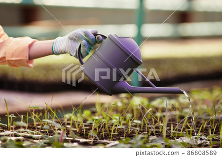 Gloved hand of contemporary gardener with watering-can over green seedlings Gloved hand of contemporary gardener with watering-can over green seedlings 86808589