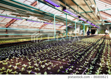 Perspective of long rows of seedlings sowed in small peat pots Perspective of long rows of seedlings sowed in small peat pots 86808621