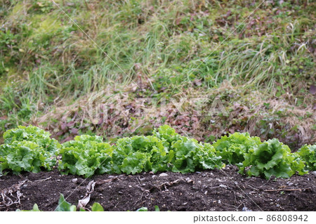A landscape with a soil field where green salad vegetables are planted 86808942