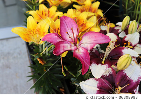Various colored lilies growing in the garden Various colored lilies growing in the garden 86808988