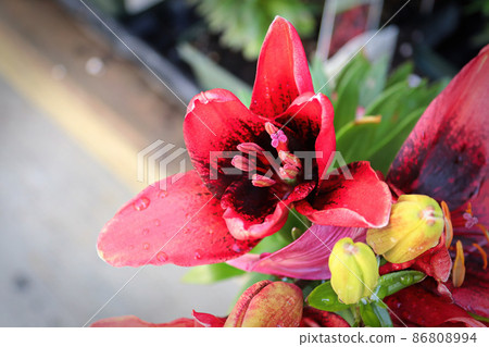 Closeup view of a red and black lily flower Closeup view of a red and black lily flower 86808994
