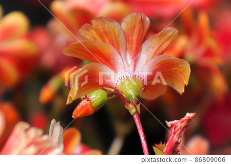Macro view of the delicate underside petals on a lewisia plant 86809006