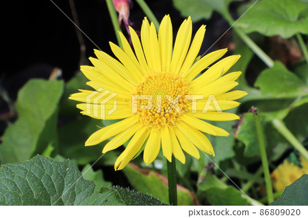 A large yellow flower head on a leopards bane plant 86809020