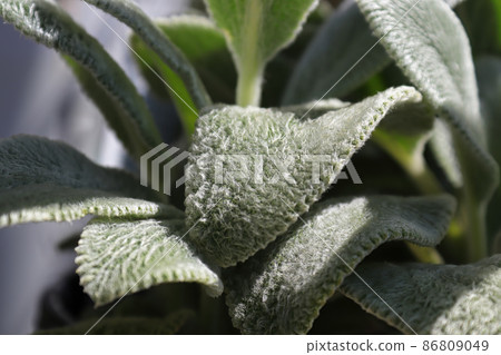 Closeup of the fuzzy leaves on a lambear plant Closeup of the fuzzy leaves on a lambear plant 86809049