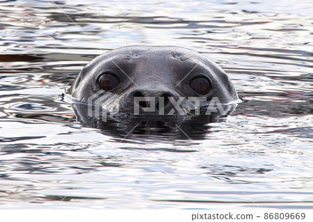 Closeup portrait of a seal head swimming in water Closeup portrait of a seal head swimming in water 86809669