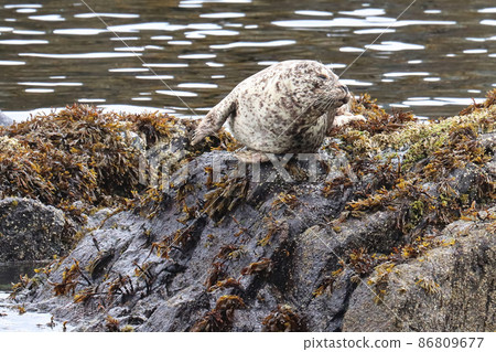 Common seal basking on rocks during the summer Common seal basking on rocks during the summer 86809677