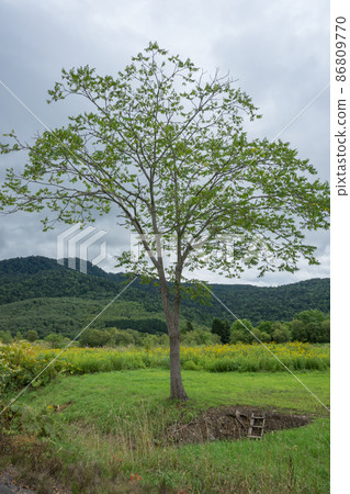 Growing tree Growing tree 86809770