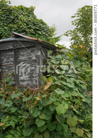 Ivy-covered hut Ivy-covered hut 86809771