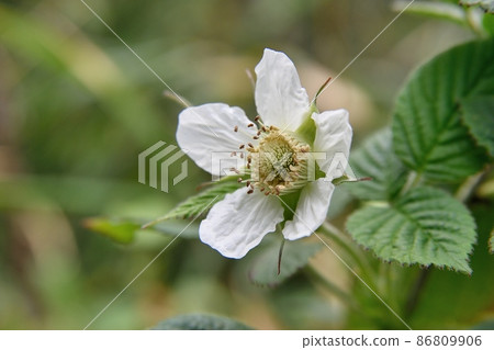 Raspberry flowers 86809906