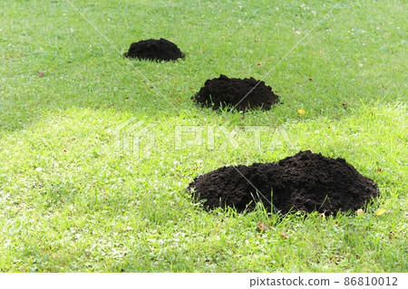 Mole hole lawn 86810012