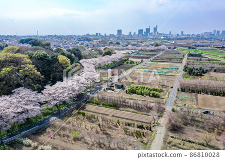 鳥瞰“埼玉縣”春天,水沼稻田的櫻花走廊 鳥瞰“埼玉縣”春天,水沼稻田的櫻花走廊 86810028