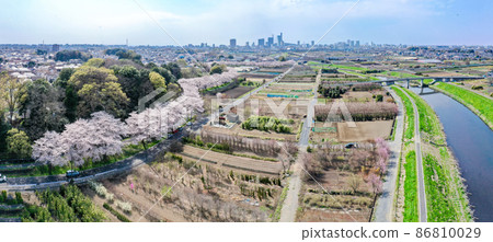 鳥瞰“埼玉縣”春天,水沼稻田的櫻花走廊 鳥瞰“埼玉縣”春天,水沼稻田的櫻花走廊 86810029