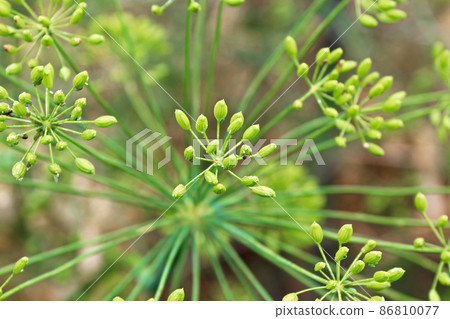 A closeup view of green dill seeds forming 86810077