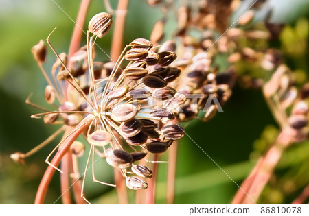 Closeup of Dill Seeds Ready for Harvest 86810078