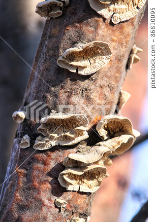 Bracket mushrooms growing on a dead trunk Bracket mushrooms growing on a dead trunk 86810095