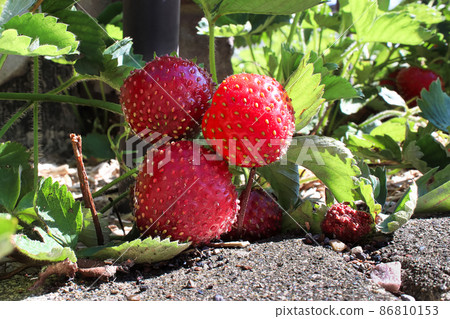 Ground view of strawberries ripening in the sun Ground view of strawberries ripening in the sun 86810153