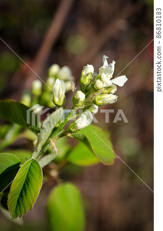 A cluster of saskatoon berry blossoms against a blurred brown background 86810183