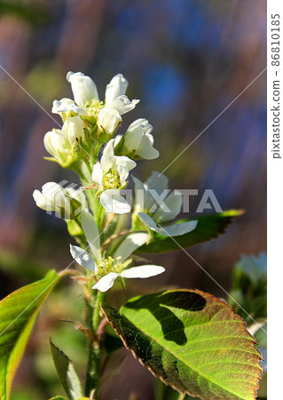 A cluster of saskatoon serviceberry blossoms against a blurred blue background 86810185