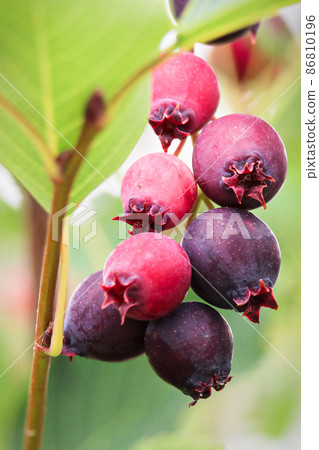 Ripe and unripe saskatoon berries hanging on branches 86810196