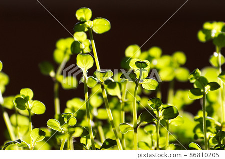 Macro of thyme plant leaves highlighted by sunlight 86810205