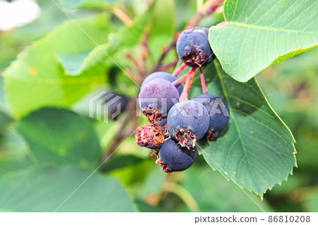 A closeup view of ripe saskatoon berries A closeup view of ripe saskatoon berries 86810208