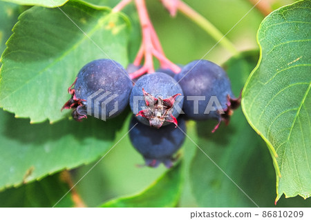 A closeup view of ripe saskatoon berries A closeup view of ripe saskatoon berries 86810209