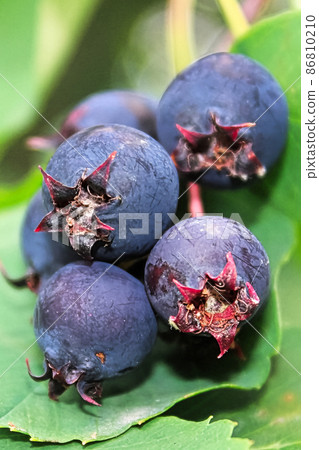 A macro view of ripe saskatoon serviceberries A macro view of ripe saskatoon serviceberries 86810210