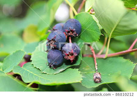 A cluster of ripe saskatoon berries hanging in summer 86810212