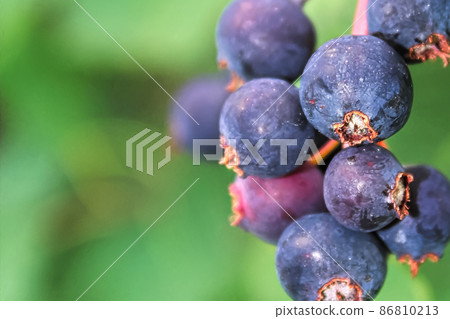 A macro view of ripe saskatoon berries 86810213