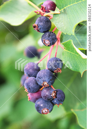 A cluster of ripe saskatoon berries hanging in summer A cluster of ripe saskatoon berries hanging in summer 86810214