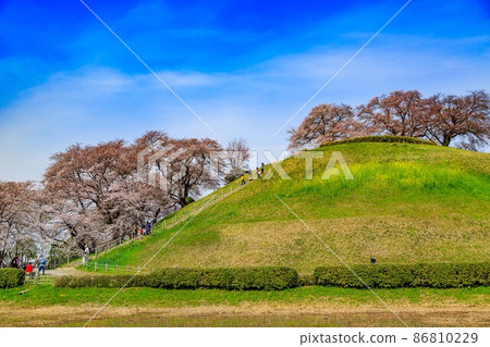 Gyoda City, Saitama Prefecture, Saitama Kofun Group with cherry blossoms in full bloom 86810229