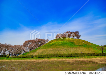 Gyoda City, Saitama Prefecture, Saitama Kofun Group with cherry blossoms in full bloom 86810230