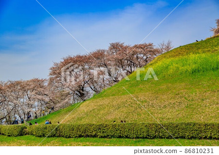 櫻花盛開的埼玉縣行田市埼玉古墳群 櫻花盛開的埼玉縣行田市埼玉古墳群 86810231