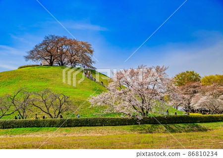 櫻花盛開的埼玉縣行田市埼玉古墳群 86810234